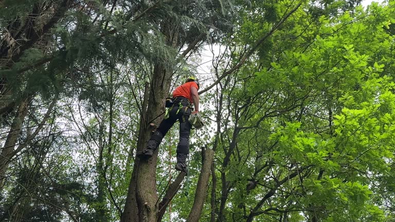 Best Stump Grinding and Removal  in Iola, WI